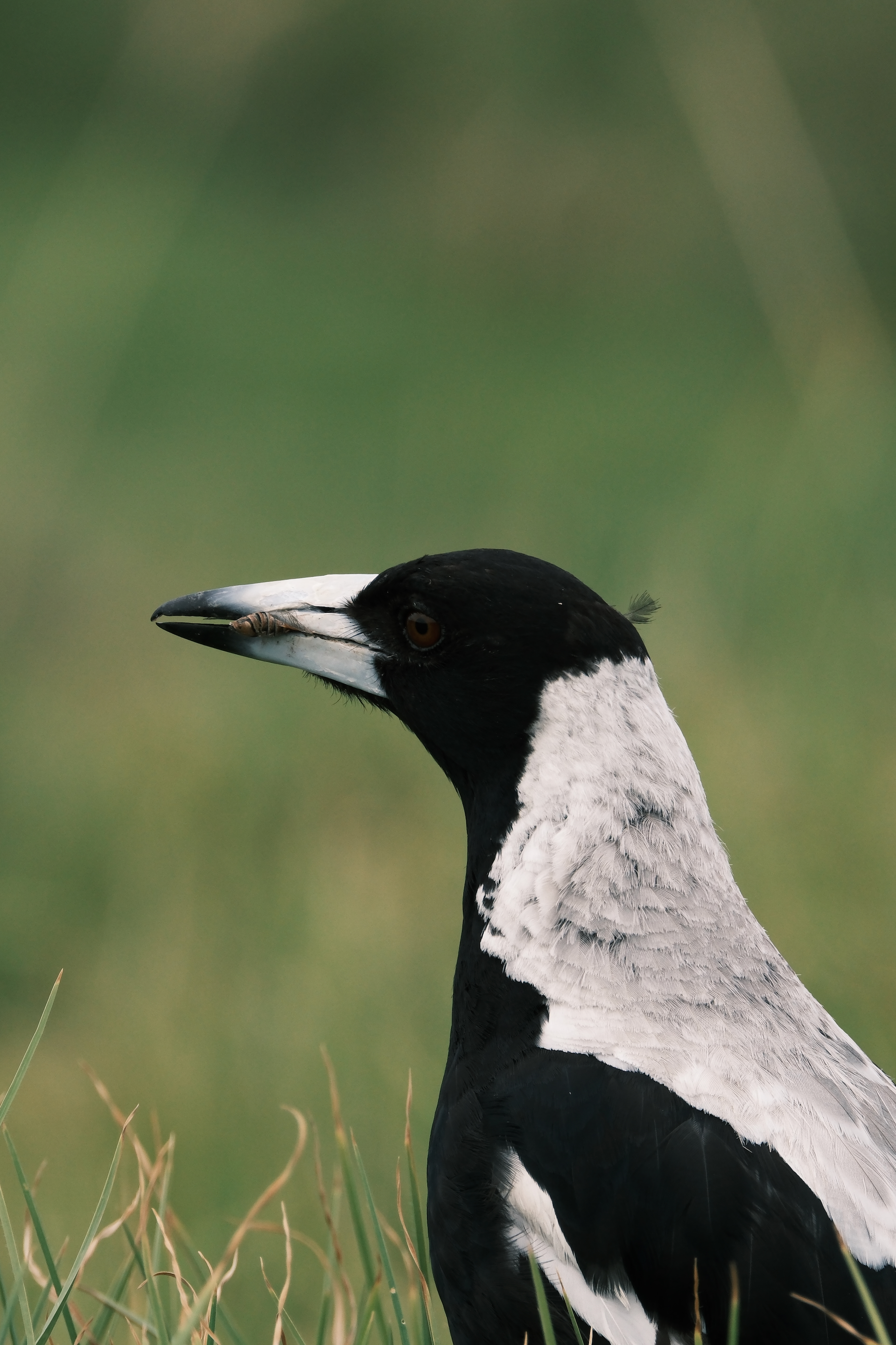 Magpie Portrait