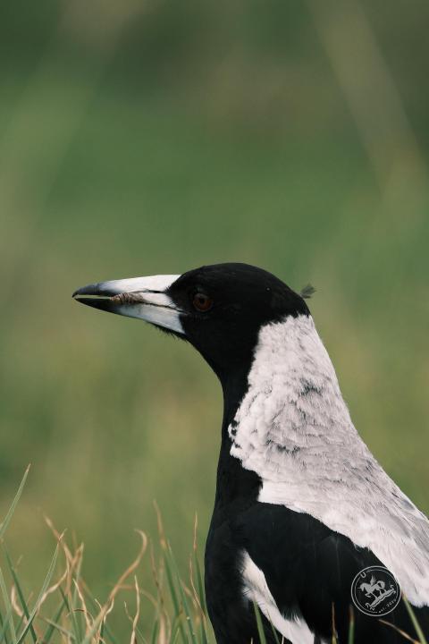 Magpie Portrait