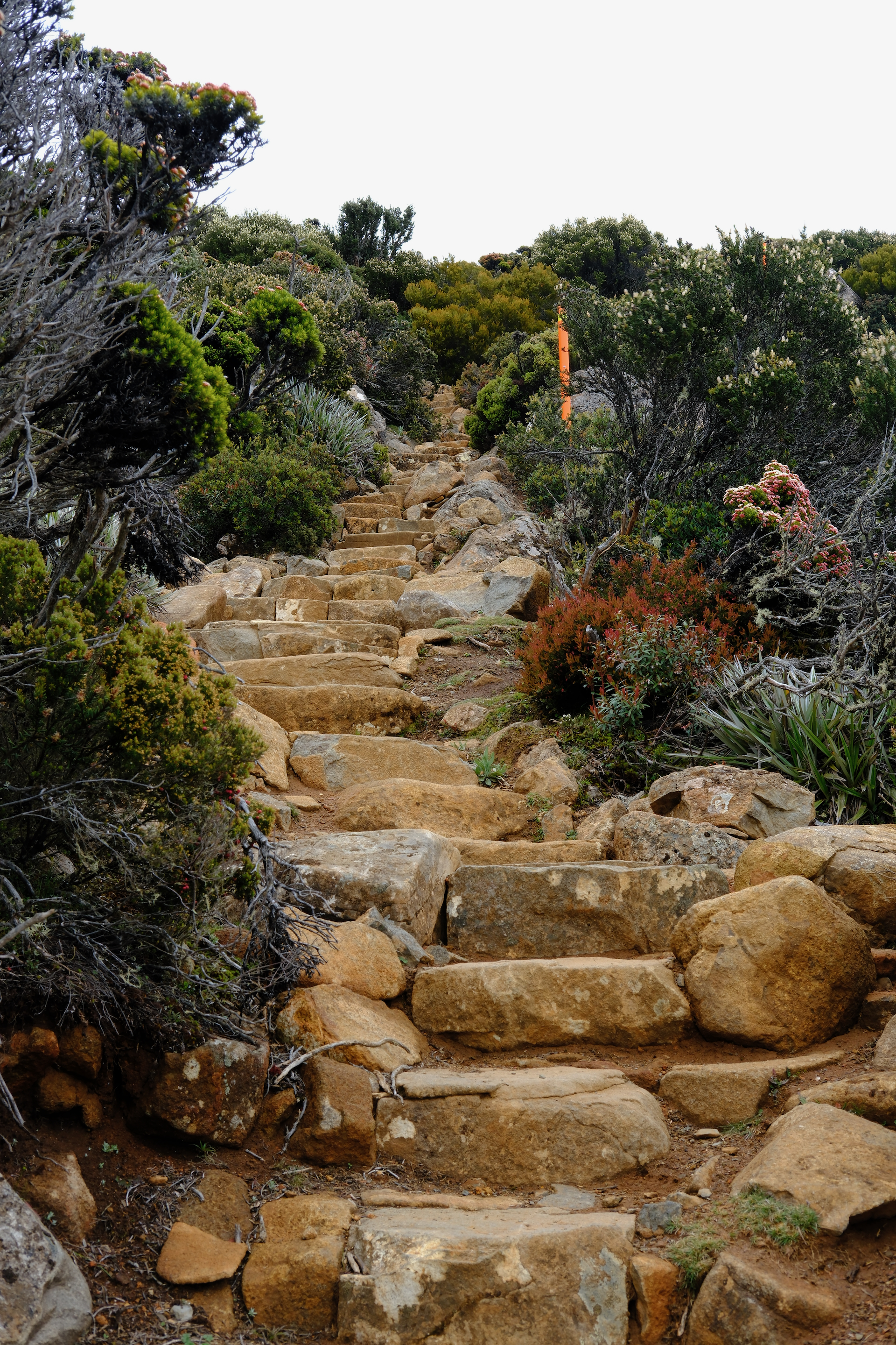 Mount Wellington (Tasmaina)