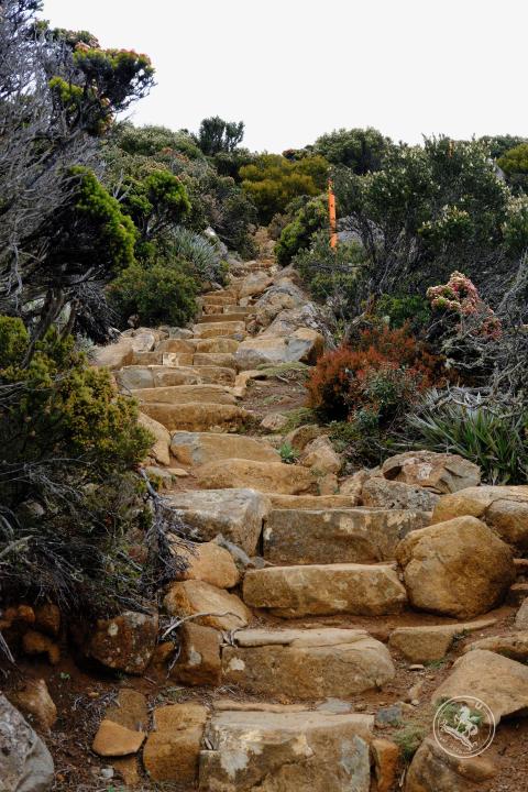 Mount Wellington (Tasmaina)